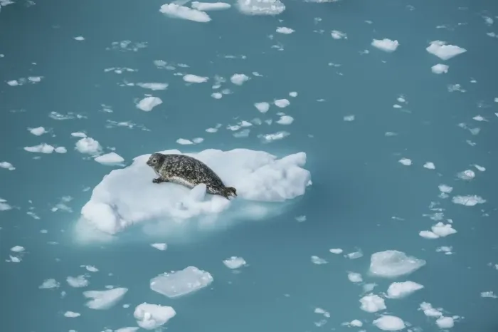 Framed Print : Harbour seal on ice floe, Glacier Bay, Alaska, United States of America, North America Framed Print : Harbour seal on ice floe, Glacier Bay, Alaska, United States of America, North America