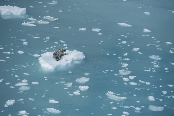 Harbour seal on ice floe, Glacier Bay, Alaska, United States of America, North America