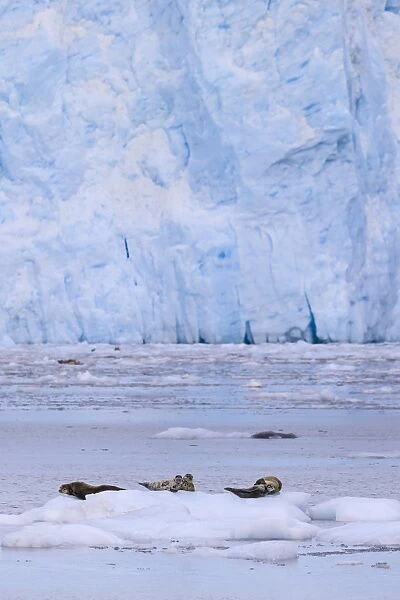 Harbour Seals (Phoca Vitulina) on an iceberg, blue ice of Aialik Glacier, Kenai Fjords