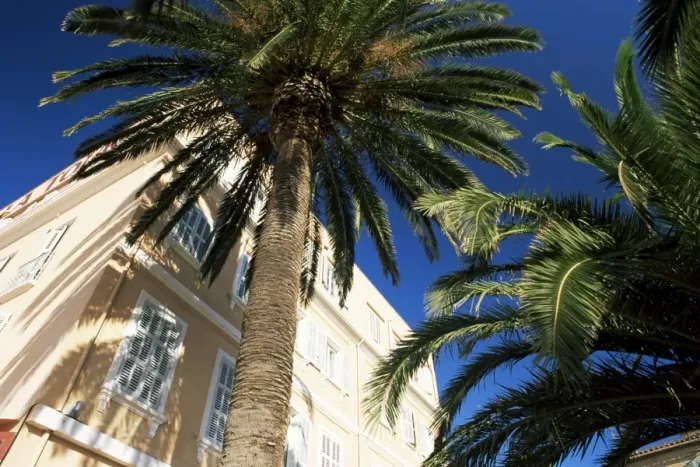 Framed Print : Harbourside palms, Sanary-sur-Mer, Var, Cote d Azur, Provence, France, Europe Framed Print : Harbourside palms, Sanary-sur-Mer, Var, Cote d Azur, Provence, France, Europe