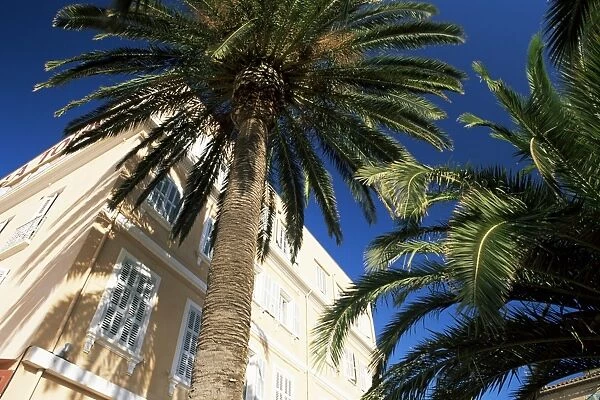Harbourside palms, Sanary-sur-Mer, Var, Cote d Azur, Provence, France, Europe