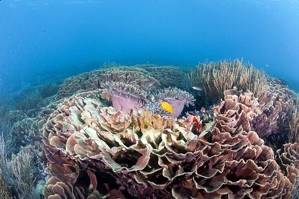 Hard coral reef scene, Komodo, Indonesia, Southeast Asia, Asia