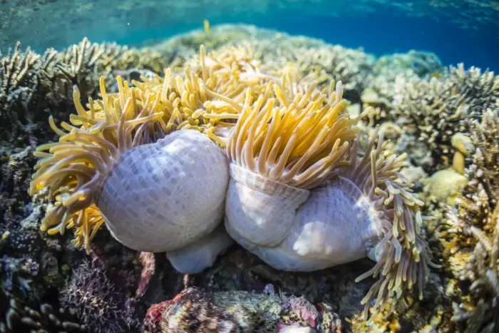 Framed Print : Hard and soft corals and anenomes underwater on Sebayur Island, Komodo Island National Park, Indonesia, Southeast Asia, Asia Framed Print : Hard and soft corals and anenomes underwater on Sebayur Island, Komodo Island National Park, Indonesia, Southeast Asia, Asia