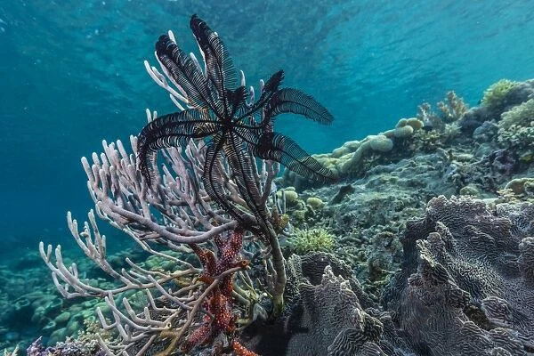 Hard and soft corals and crinoid underwater on Sebayur Island, Komodo Island National Park, Indonesia, Southeast Asia, Asia