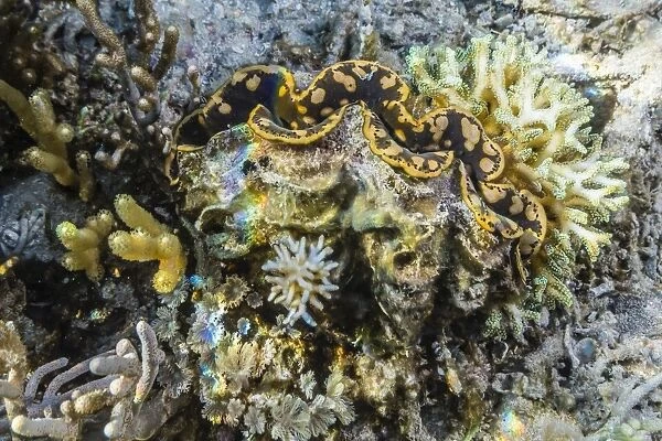 Hard and soft corals and giant clam underwater on Sebayur Island, Komodo Island National Park, Indonesia, Southeast Asia, Asia