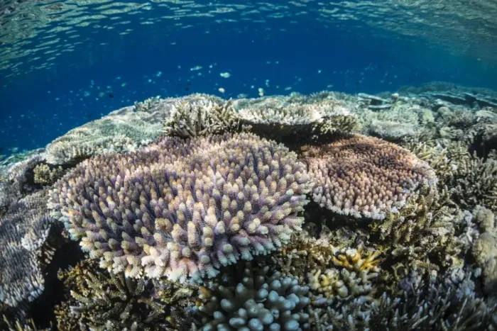 Framed Print : Hard and soft corals and reef fish underwater on Sebayur Island, Komodo Island National Park, Indonesia, Southeast Asia, Asia Framed Print : Hard and soft corals and reef fish underwater on Sebayur Island, Komodo Island National Park, Indonesia, Southeast Asia, Asia