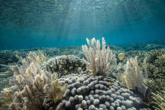 Framed Print : Hard and soft corals and reef fish underwater on Sebayur Island, Komodo Island National Park, Indonesia, Southeast Asia, Asia Framed Print : Hard and soft corals and reef fish underwater on Sebayur Island, Komodo Island National Park, Indonesia, Southeast Asia, Asia