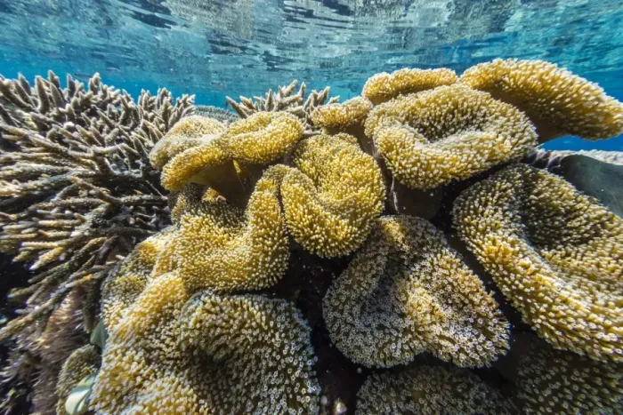 Framed Print : Hard and soft corals and reef fish underwater on Sebayur Island, Komodo Island National Park, Indonesia, Southeast Asia, Asia Framed Print : Hard and soft corals and reef fish underwater on Sebayur Island, Komodo Island National Park, Indonesia, Southeast Asia, Asia