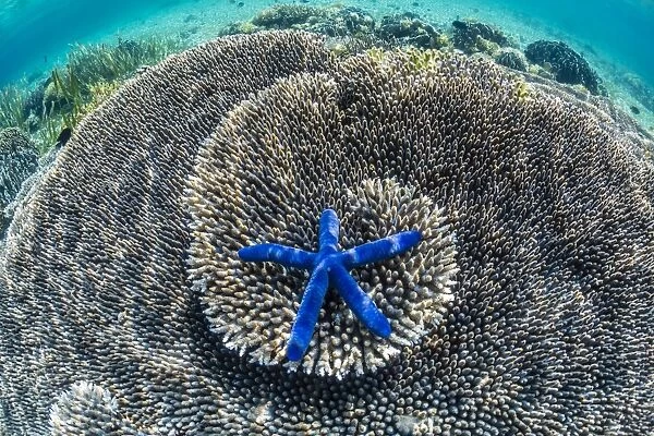 Hard and soft corals and sea star underwater on Sebayur Island, Komodo Island National Park, Indonesia, Southeast Asia, Asia