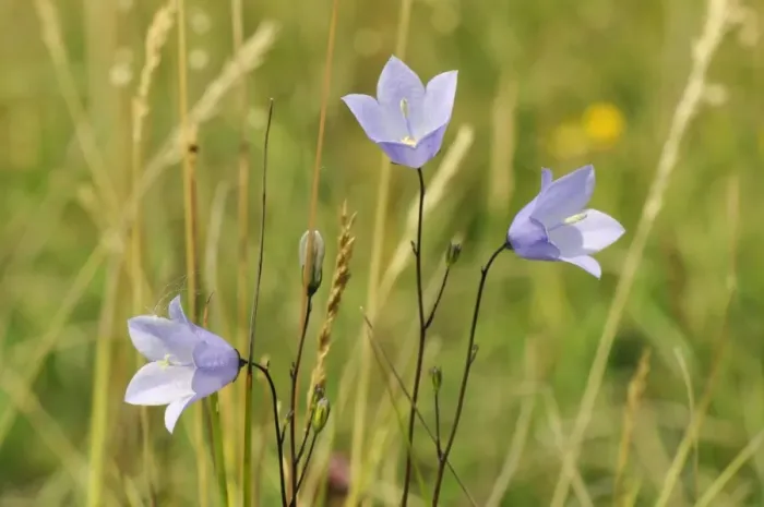 Framed Print : Harebell (Campanula rotundifolia) flowering in chalk grassland meadow, Wiltshire, England, United Kingdom, Europe Framed Print : Harebell (Campanula rotundifolia) flowering in chalk grassland meadow, Wiltshire, England, United Kingdom, Europe