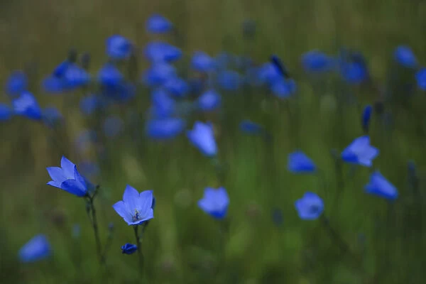 Harebell, County Donegal, Ireland