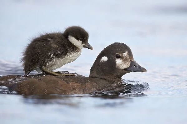 Harlequin Duck (Histrionicus histrionicus) duckling riding on its mothers back, Lake Myvatn, Iceland, Polar Regions