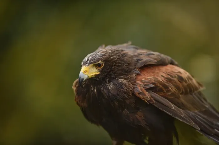 Framed Print : Harris hawk, United Kingdom, Europe Framed Print : Harris hawk, United Kingdom, Europe