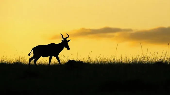 Framed Print : Hartebeest (Alcelaphus Buselaphus), Mara North, Maasai Mara, Kenya, East Africa, Africa Framed Print : Hartebeest (Alcelaphus Buselaphus), Mara North, Maasai Mara, Kenya, East Africa, Africa