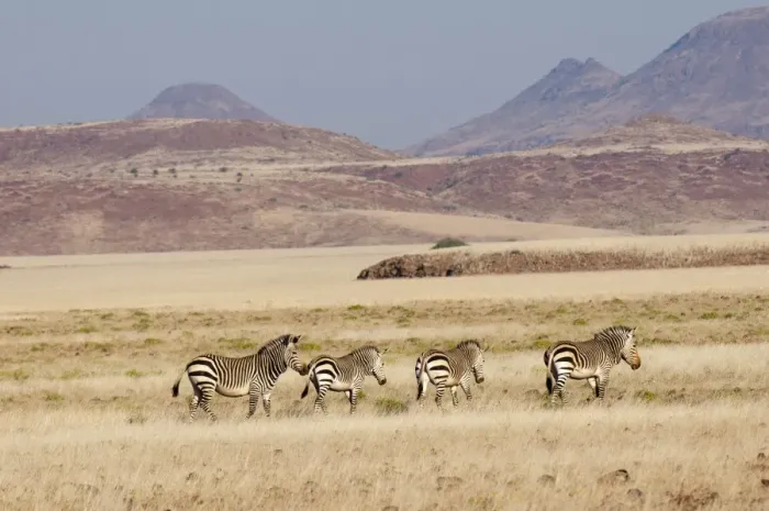 Framed Print : Hartmanns mountain zebra (Equus zebra hartmannae), Palmwag Concession, Damaraland, Namibia, Africa
