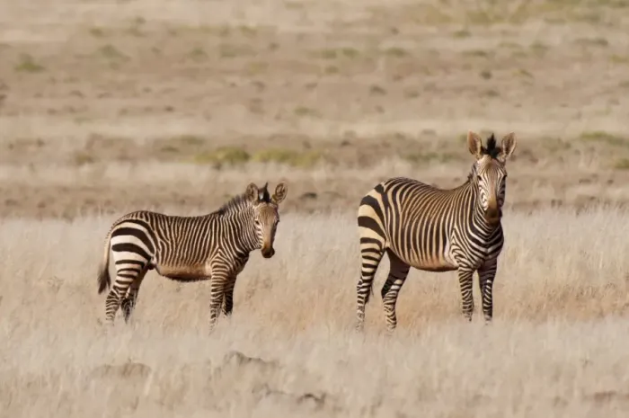 Framed Print : Hartmanns mountain zebra (Equus zebra hartmannae), Palmwag Concession, Damaraland, Namibia, Africa Framed Print : Hartmanns mountain zebra (Equus zebra hartmannae), Palmwag Concession, Damaraland, Namibia, Africa