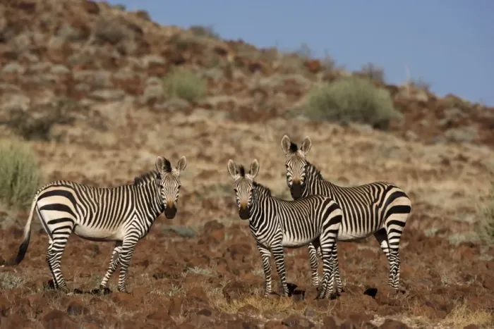 Framed Print : Hartmanns Mountain Zebras (Equus zebra hartmannae) Framed Print : Hartmanns Mountain Zebras (Equus zebra hartmannae)