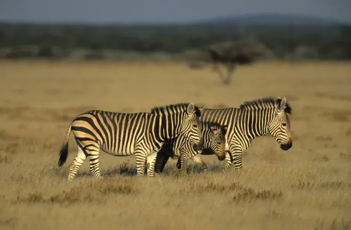 Framed Print : Hartmans mountain zebra Framed Print : Hartmans mountain zebra