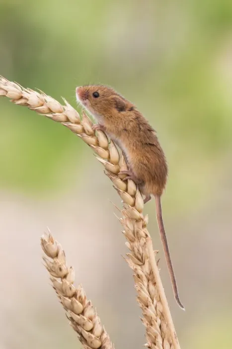 Framed Print : Harvest mouse (Micromys minutus), captive, United Kingdom, Europe Framed Print : Harvest mouse (Micromys minutus), captive, United Kingdom, Europe