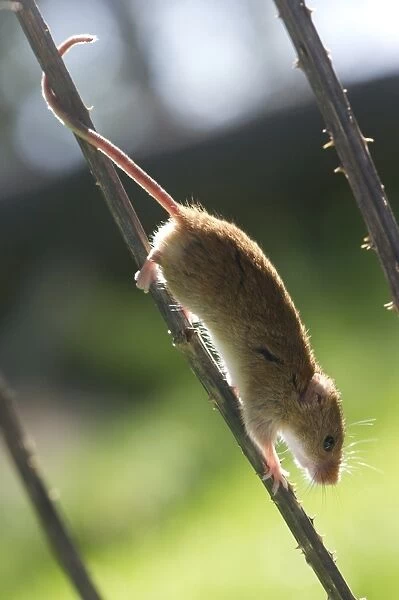 Harvest mouse (Micromys minutus) the smallest British rodent by weight, with prehensile tails to help them climb, United Kingdom, Europe