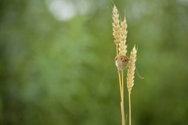 Harvest Mouse (Micromys minutus), Devon, England, United Kingdom, Europe