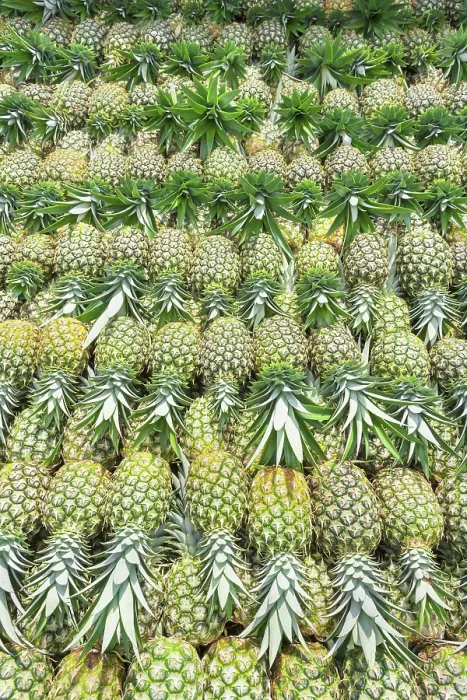Framed Print : Harvested organic pineapples, Costa Rica, Central America Framed Print : Harvested organic pineapples, Costa Rica, Central America
