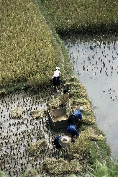 Harvesteing rice, South Guizhou, China, Asia