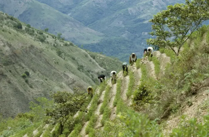 Framed Print : Harvesting coca leaves, South Yungus, Bolivia, South America Framed Print : Harvesting coca leaves, South Yungus, Bolivia, South America