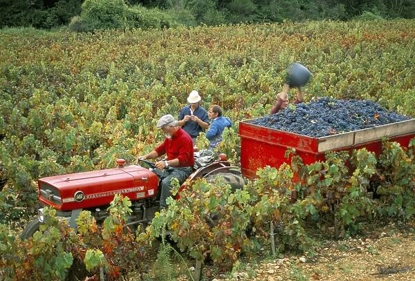 Harvesting grapes, near Bagnoles sur Ceze, Languedoc Roussillon, France, Europe
