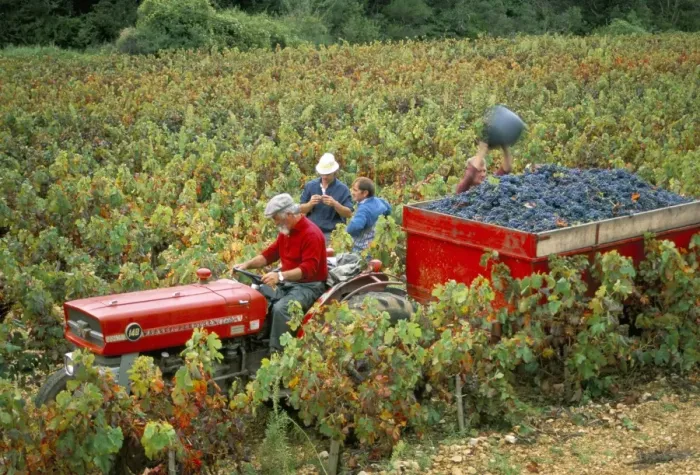 Framed Print : Harvesting grapes, near Bagnoles sur Ceze, Languedoc Roussillon, France, Europe Framed Print : Harvesting grapes, near Bagnoles sur Ceze, Languedoc Roussillon, France, Europe