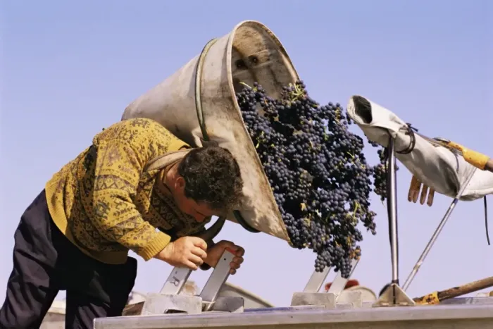Framed Print : Harvesting grapes, Pauillac, Gironde, France, Europe Framed Print : Harvesting grapes, Pauillac, Gironde, France, Europe