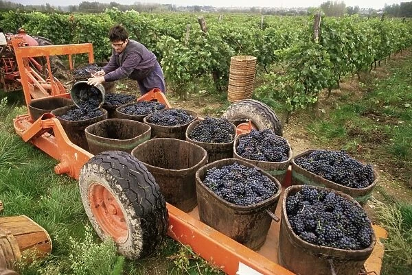 Harvesting grapes in the Rhone Valley, Rhone Alpes, France, Europe