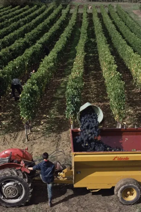Framed Print : Harvesting grapes, St. Emilion area, Aquitaine, France, Europe Framed Print : Harvesting grapes, St. Emilion area, Aquitaine, France, Europe