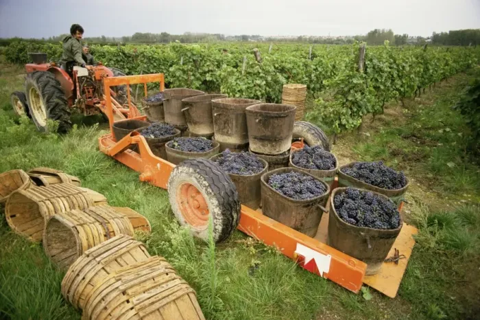 Framed Print : Harvesting grapes, St. Joseph, Ardeche, Rhone Alpes, France, Europe Framed Print : Harvesting grapes, St. Joseph, Ardeche, Rhone Alpes, France, Europe