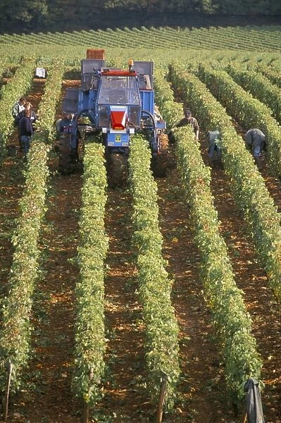 Harvesting grapes in a vineyard near Macon, Burgundy (Bourgogne), France, Europe