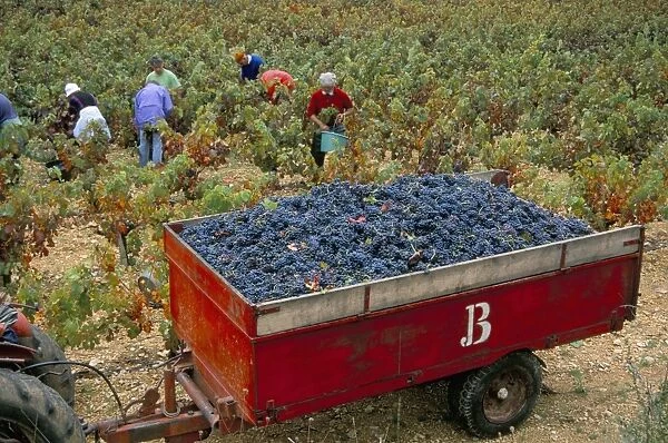 Harvesting grapes in a vineyard in the Rhone Valley, Rhone Alpes, France, Europe