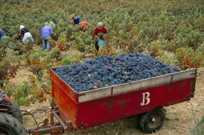 Framed Print : Harvesting grapes in a vineyard in the Rhone Valley, Rhone Alpes, France, Europe Framed Print : Harvesting grapes in a vineyard in the Rhone Valley, Rhone Alpes, France, Europe