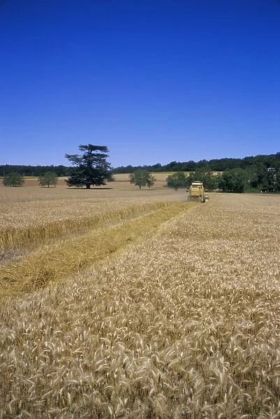 Harvesting in July, near Chinon, Val de Loire, Centre, France, Europe