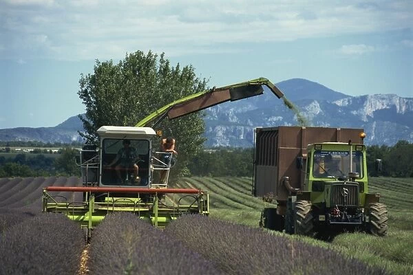 Harvesting lavender by machine on the Plateau de Valensole in the Alpes de Haute Provence