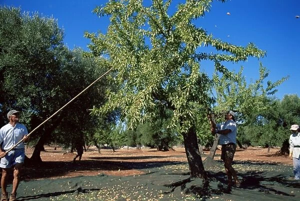 Harvesting olives in grove