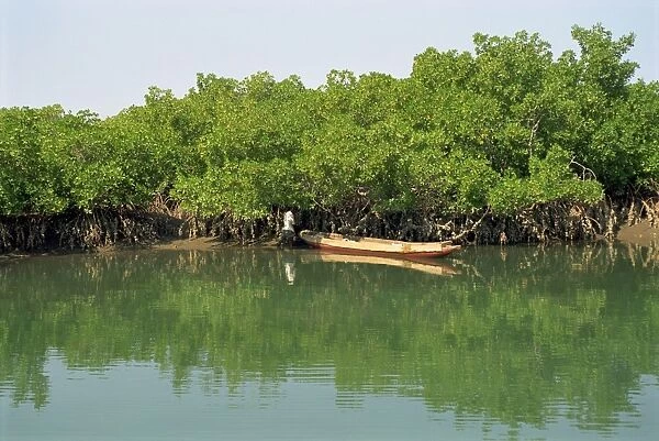 Harvesting oysters from mangroves near Makasutu, Gambia, West Africa, Africa