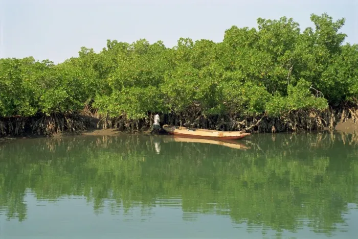 Framed Print : Harvesting oysters from mangroves near Makasutu, Gambia, West Africa, Africa Framed Print : Harvesting oysters from mangroves near Makasutu, Gambia, West Africa, Africa