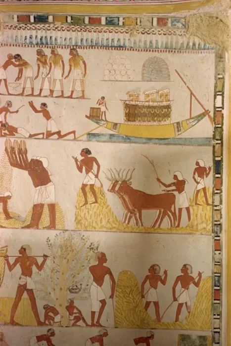 Framed Print : Harvesting scene from the time of the 18th Dynasty land steward Sheikh Aba el Kurna