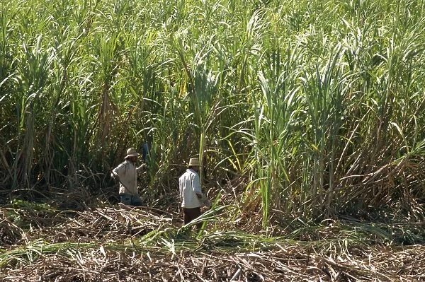Harvesting sugar cane by hand, Valle de los Ingenios, Trinidad, Cuba, West Indies
