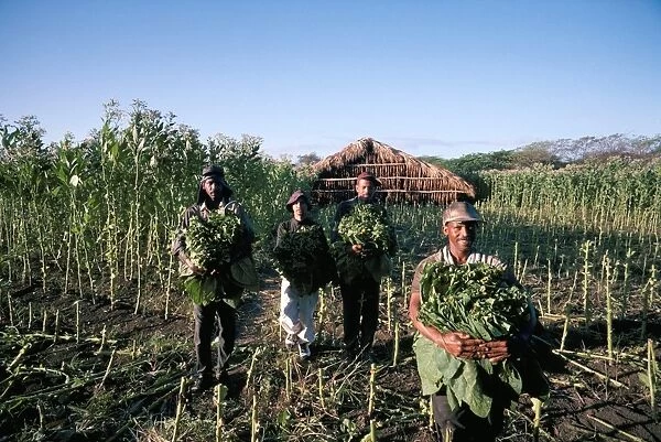 Harvesting tobacco, Santiago region, Dominican Republic, Hispaniola, West Indies