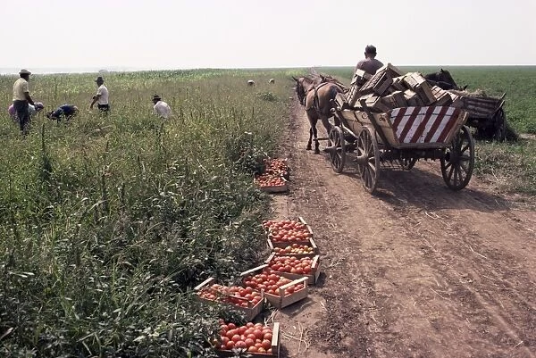 Harvesting tomatoes, Cetate, Romania, Europe