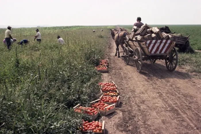 Framed Print : Harvesting tomatoes, Cetate, Romania, Europe Framed Print : Harvesting tomatoes, Cetate, Romania, Europe
