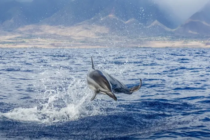 Framed Print : Hawaiian spinner dolphin (Stenella longirostris), AuAu Channel, Maui, Hawaii, United States of America, Pacific Framed Print : Hawaiian spinner dolphin (Stenella longirostris), AuAu Channel, Maui, Hawaii, United States of America, Pacific