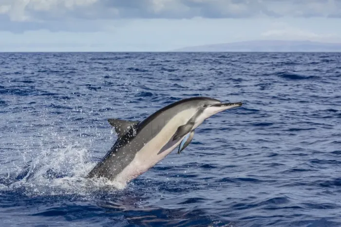 Framed Print : Hawaiian spinner dolphin (Stenella longirostris), AuAu Channel, Maui, Hawaii, United States of America, Pacific Framed Print : Hawaiian spinner dolphin (Stenella longirostris), AuAu Channel, Maui, Hawaii, United States of America, Pacific