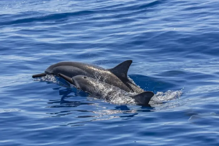 Framed Print : Hawaiian spinner dolphins (Stenella longirostris), AuAu Channel, Maui, Hawaii, United States of America, Pacific Framed Print : Hawaiian spinner dolphins (Stenella longirostris), AuAu Channel, Maui, Hawaii, United States of America, Pacific